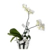 Designed by Mario Trimarchi for Alessi, this airy vase cover was created to chicly house orchids, providing support for the stems and water through transparent tubes..